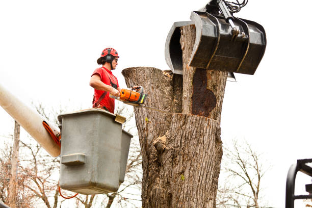 Best Tree Planting  in USA